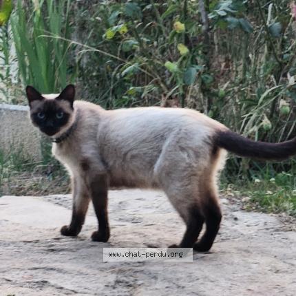 Photo 1/1 Chat trouvé Trouvé à Les cotes d arey