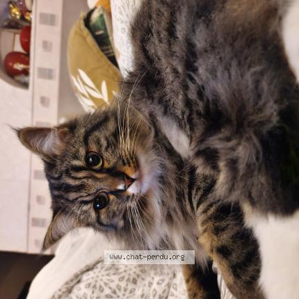 Photo 1/1 Chat retrouvé Perdu à Bordeaux