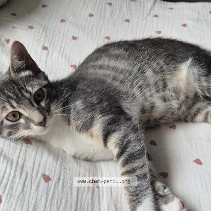 Photo 1/1 Frodon Chat perdu à Macon