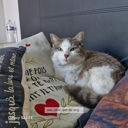 Photo de chat perdu à Saint Jean D Illac