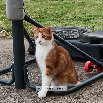 Photo 1/1 Spike Chat perdu à Gouesnou