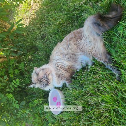 Photo de chat perdu à Fontenilles
