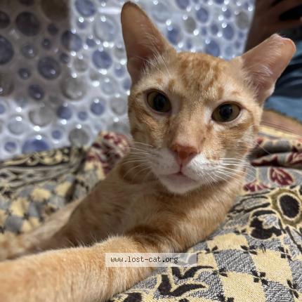 Photo 1/1 Chotu Chat perdu à Thane