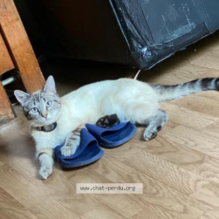 Photo 1/1 Minou Chat perdu à Viry chatillon