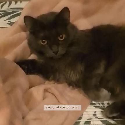 Photo 1/1 Chat retrouvé Perdu à Courbevoie