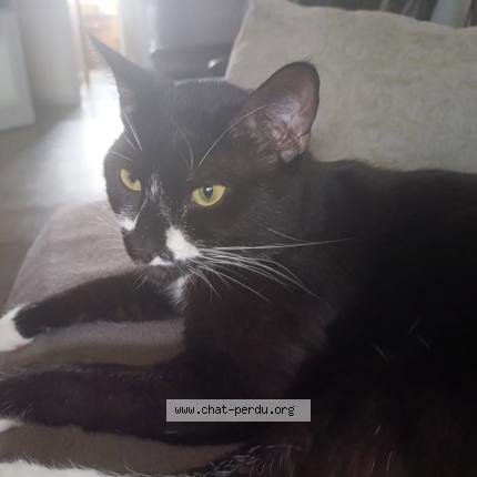 Photo 1/1 Stach Chat perdu à Bourneau