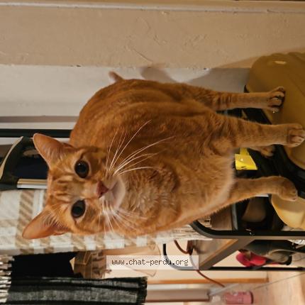 Photo 1/1 Schubert Chat perdu à Chepy