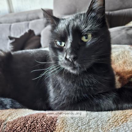 Photo 1/1 Midi Chat perdu à Strasbourg