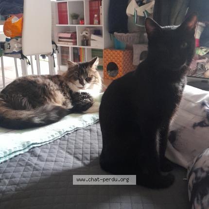 Photo 1/1 Chat retrouvé Perdu à Pance