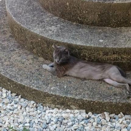 Photo 1/1 Evy Chat perdu à Russan sainte anastasie