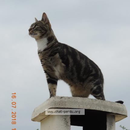 Photo de chat perdu à Chaniers