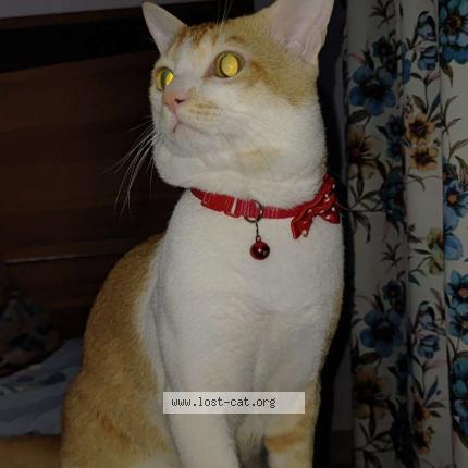 Photo 1/1 Dora Chat perdu à Thane