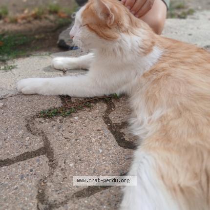 Photo de chat perdu à Bouge Chambalud Bouge Chambalud