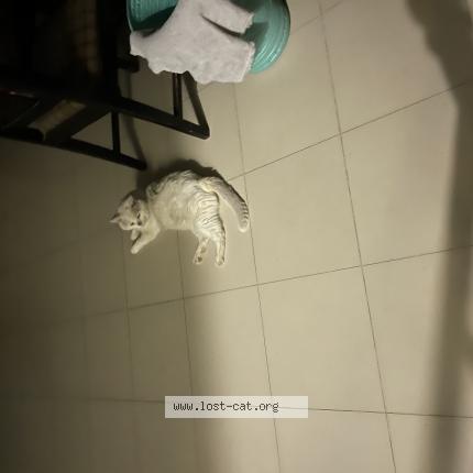 Photo 1/1 Spidey Chat perdu à Multan