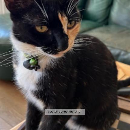 Photo 1/1 Po&eacute; Chat perdu à Les pennes mirabeau