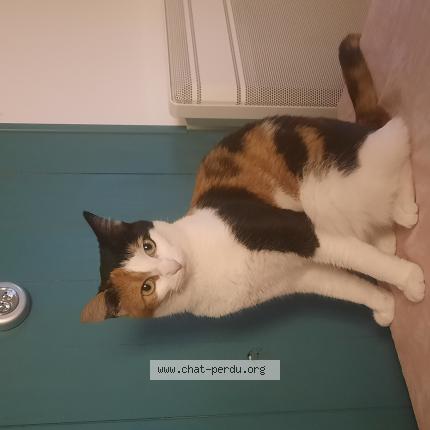 Photo de chat perdu à Ploermel