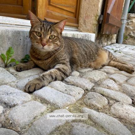 Photo 1/1 Lili Chat perdu à Lherm