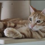 Photo de chat perdu à Rambouillet