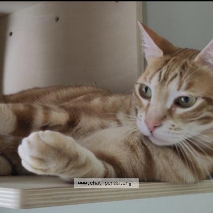 Photo 1/1 Chat retrouvé Perdu à Rambouillet