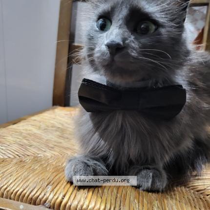 Photo 1/1 Perle Chat perdu à Vichy