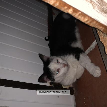 Photo de chat perdu à Saint Jean De Monts