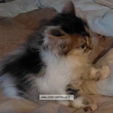 Photo 1/1 Panda Chat perdu à Allonne