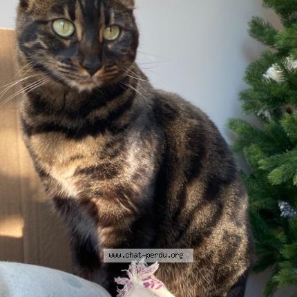 Photo 1/1 ROMY Chat perdu à Vert le petit