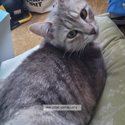 Photo 1/1 Nala Chat perdu à Seclin