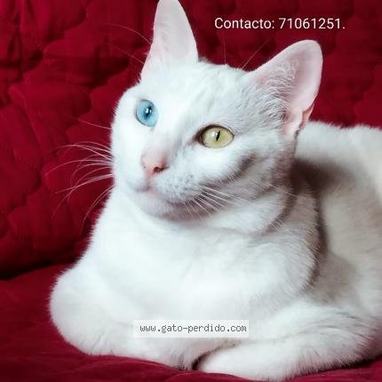 Photo 1/1 Francis Chat perdu à San jacinto