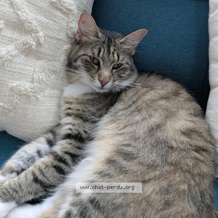 Photo 1/1 Charly Chat perdu à Tregunc