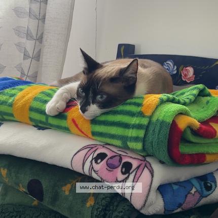 Photo 1/1 Chat retrouvé Perdu à St Romain Le Puy
