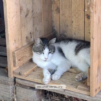 Photo 1/1 Chat retrouvé Perdu à Saint Cezaire Sur Siagne