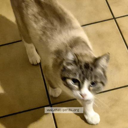 Photo 1/1 Pompon Chat perdu à Golfech