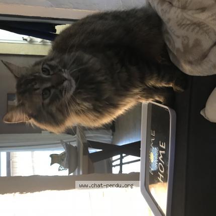 Photo 1/1 Mao Chat perdu à Toulon