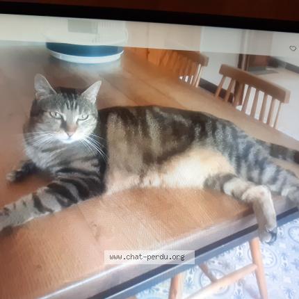 Photo 1/1 P&eacute;n&eacute;lope Chat perdu à Venelles