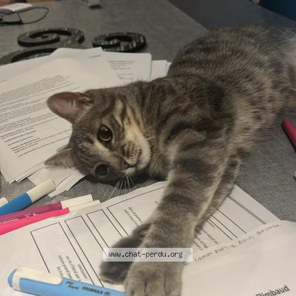 Photo de chat perdu à Bussieres