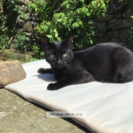 Photo 1/1 Masha Chat perdu à Jobourg