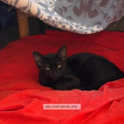 Photo de chat perdu à Paris