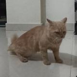 Photo de chat perdu à Pune