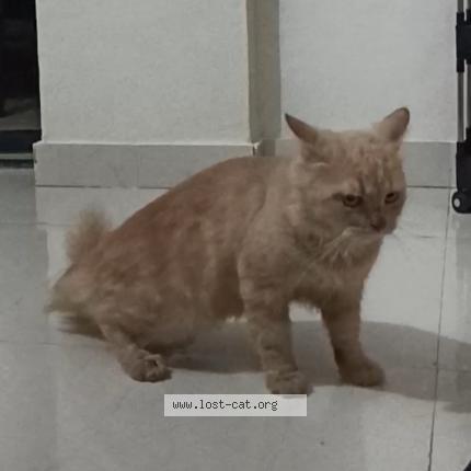 Photo 1/1 Billu Chat perdu à Pune