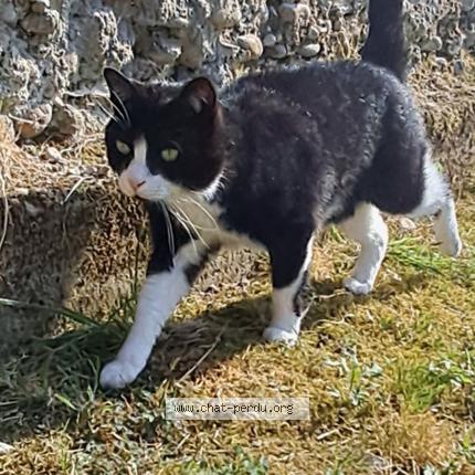 Photo 1/1 Birdy Chat perdu à Montseveroux