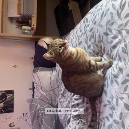 Photo 1/1 Kittu Chat perdu à Saleilles