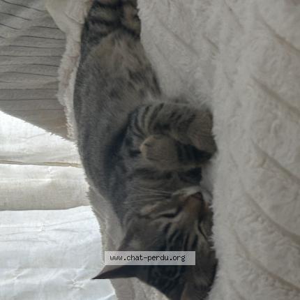 Photo 1/1 Aria Chat perdu à Toulon