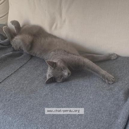 Photo de chat perdu à Mudaison