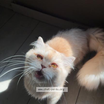 Photo 1/1 Mim&icirc;ne Chat perdu à Glatigny