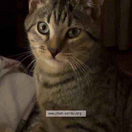 Photo 1/1 Pilou Chat perdu à Neris les bains