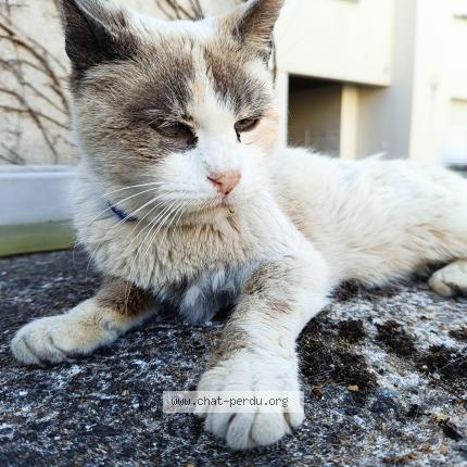 Photo 1/1 Minette Chat perdu à Reze