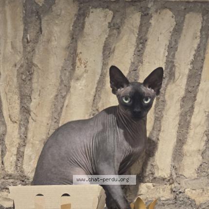 Photo 1/1 Chat retrouvé Perdu à Bruges Capbis Mifaget