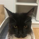 Photo de chat perdu à Le Mans