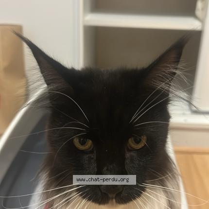 Photo 1/1 Chat retrouvé Perdu à Le mans